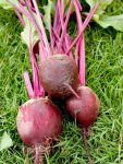 Beetroot