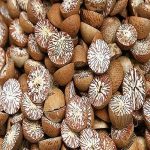 DRIED-WHOLE-BETEL-NUTS-SPLIT-BETEL-NUT