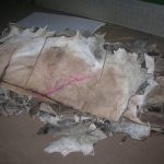 Dry-Wet-Salted-Donkey-Hides-Skins
