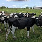 Live-Dairy-Cows-and-Live-Pregnant-Holstein