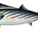 bonito
