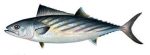 bonito