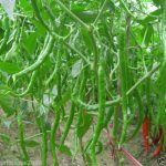 farm-fresh-green-chilli
