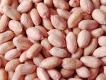 peanut-kernel