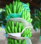 raw-banana-cavendish-banana-plantains