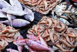 seafood